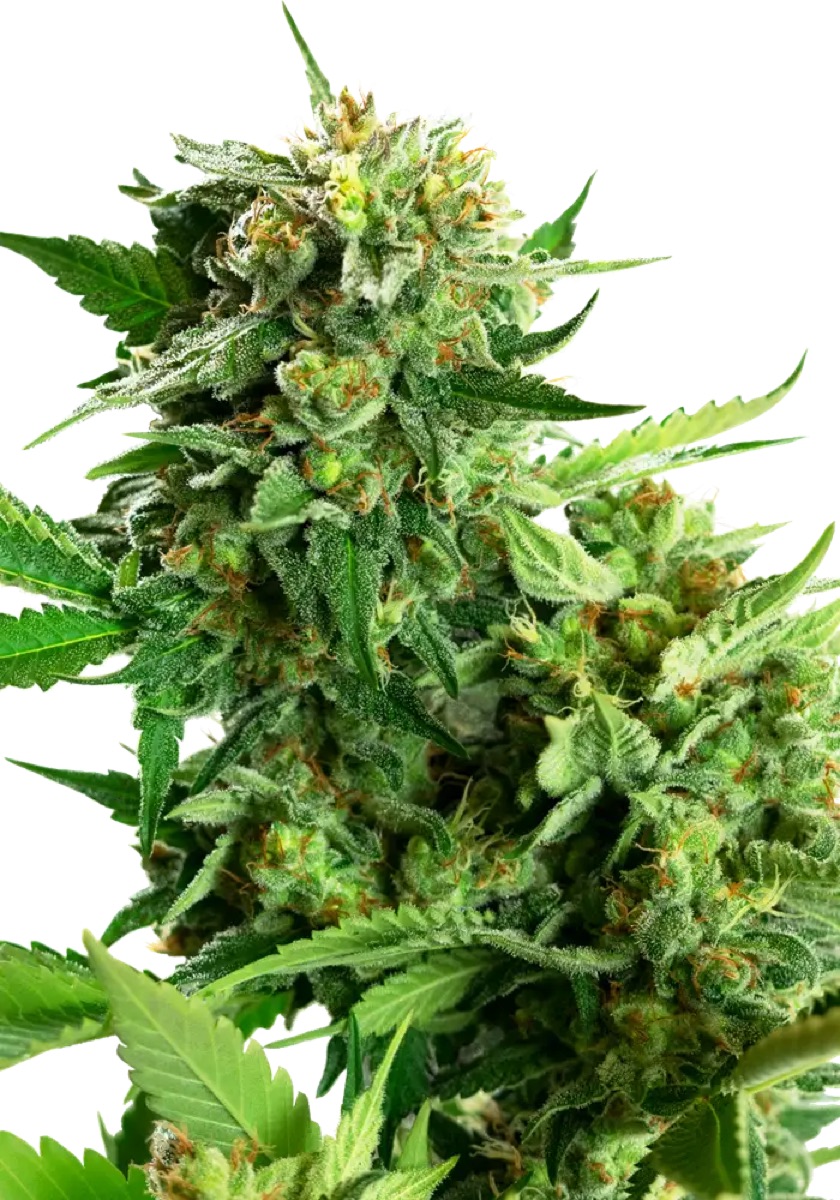 Photo of Blackberry Cake