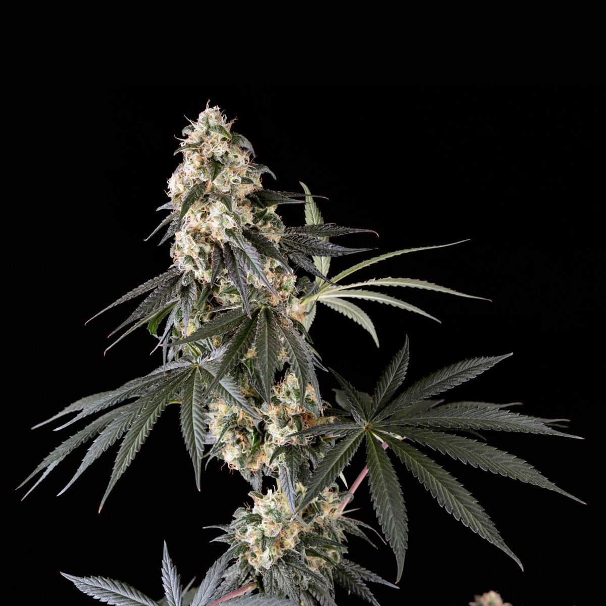 Photo of Blackberry Herer
