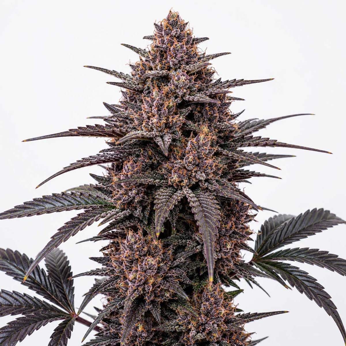 Photo of Blackberry