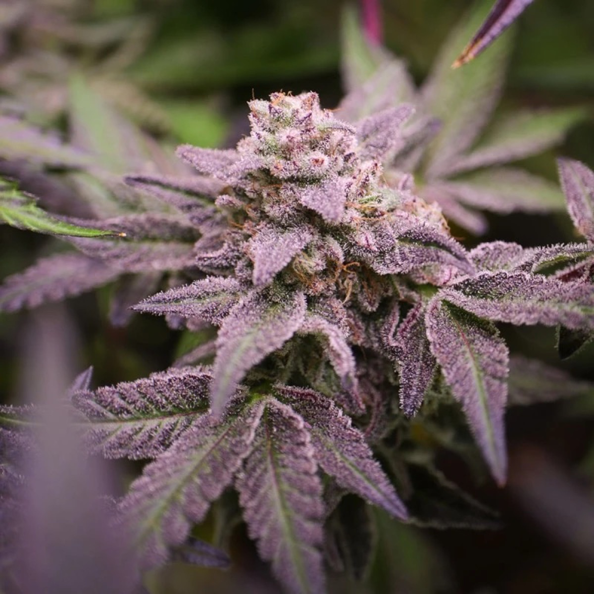 Photo of Blue Applez