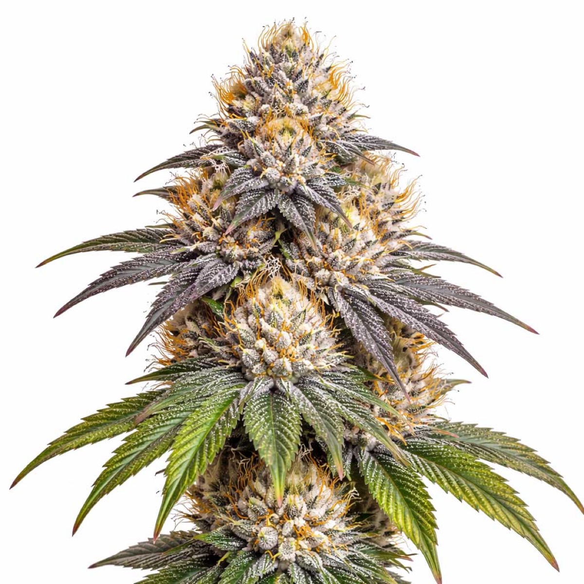 Photo of Blue Cheese