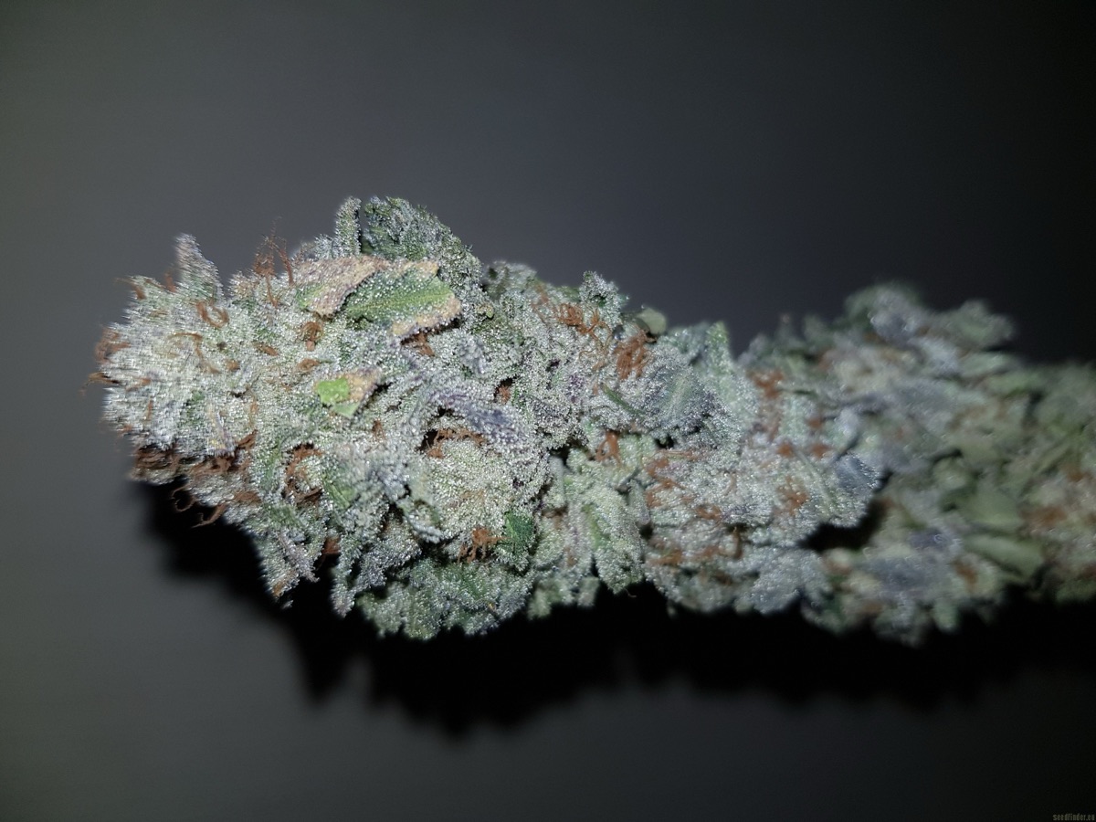 Photo of Blue Gelato