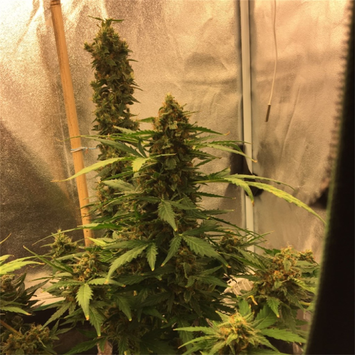 Photo of Blue Mystic