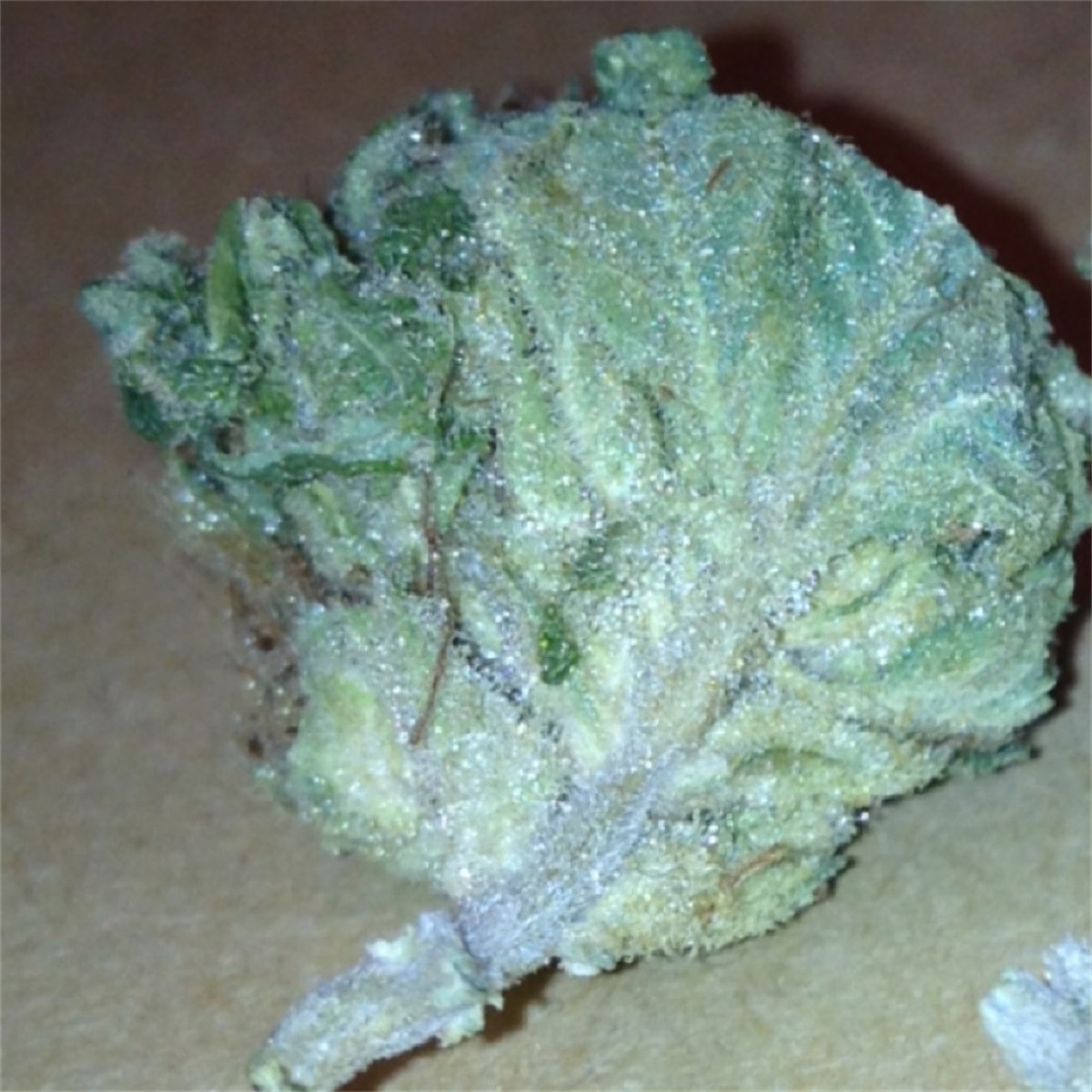 Photo of Blue Skunk
