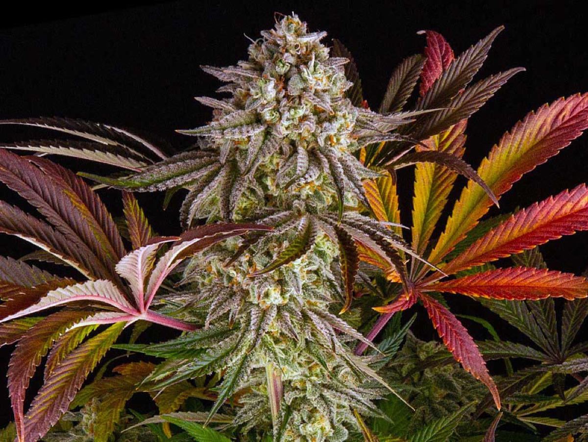 Photo of Blue Sunset Sherbert