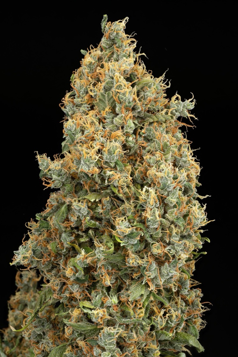 Photo of Blueberry Bubblegum