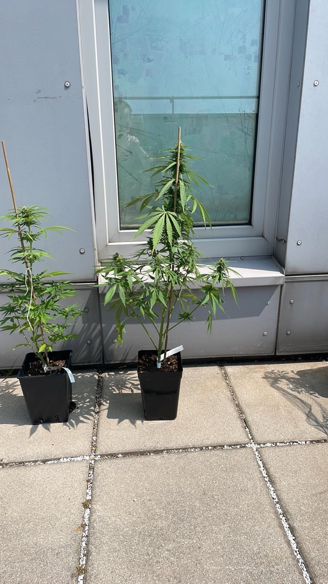 Photo of Blueberry Candiez