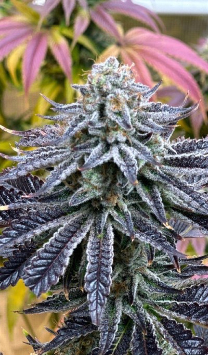 Photo of Brainstorm