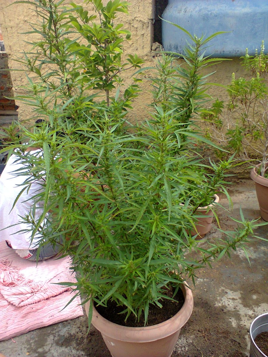 Photo of Brazilian Sativa