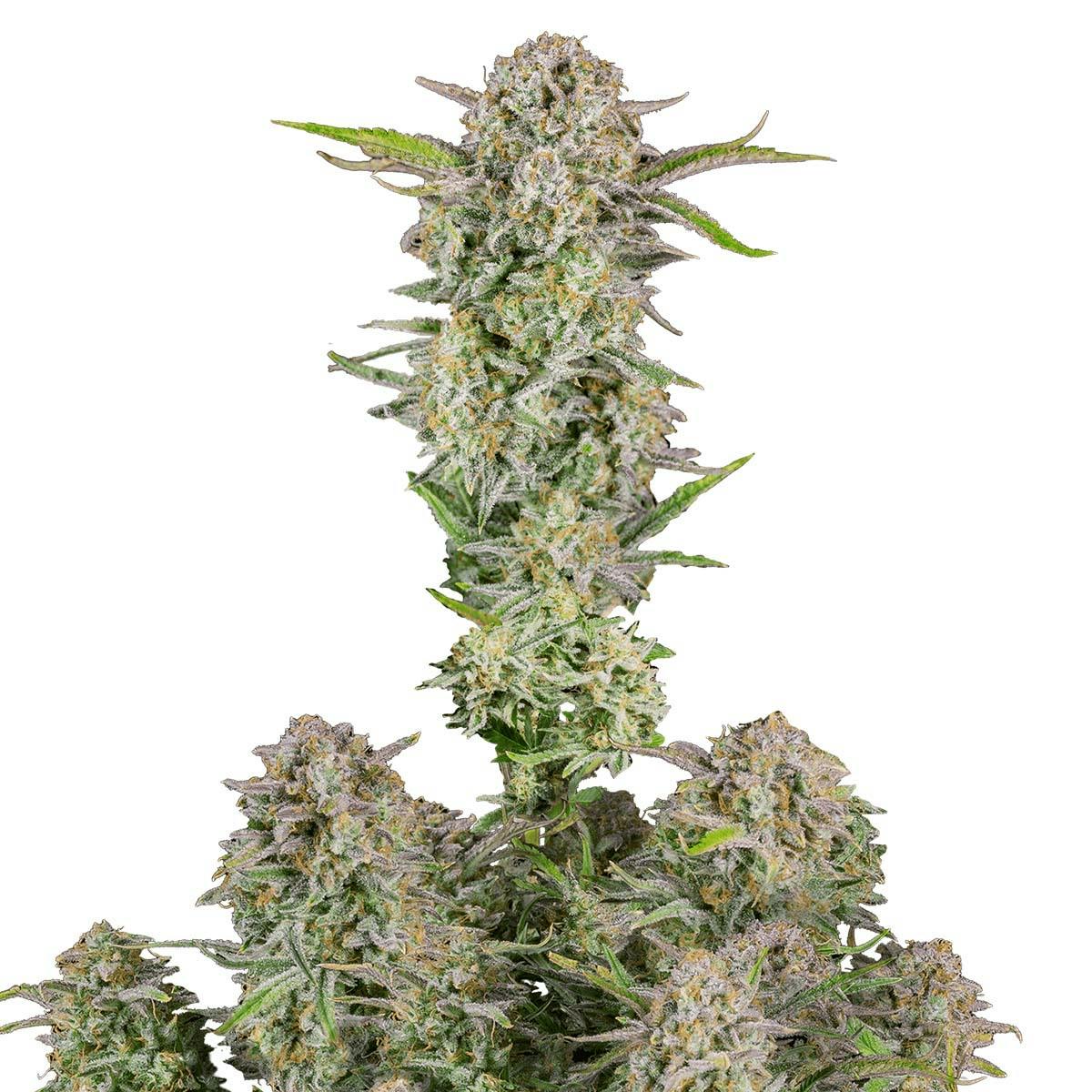 Photo of Bruce Banner Auto