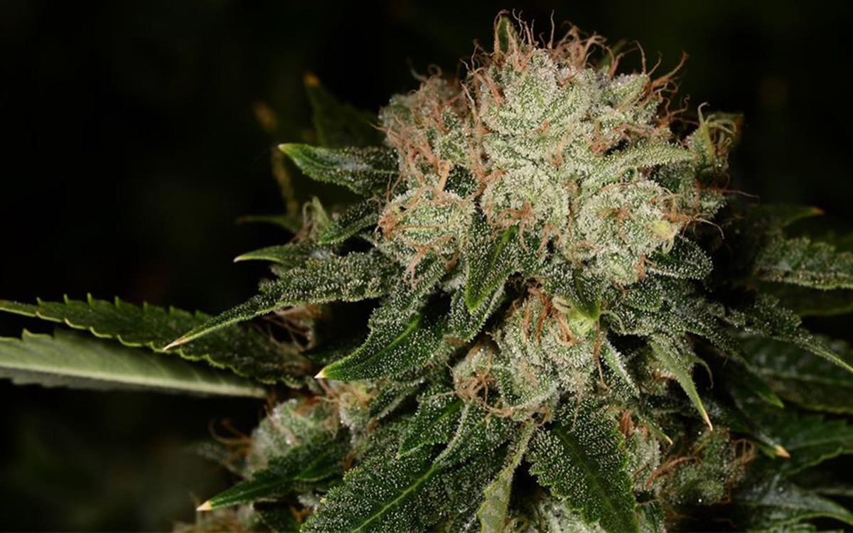 Photo of Bruce Banner