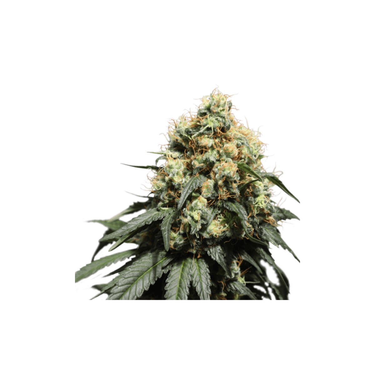 Photo of Bruce Lemon Diesel