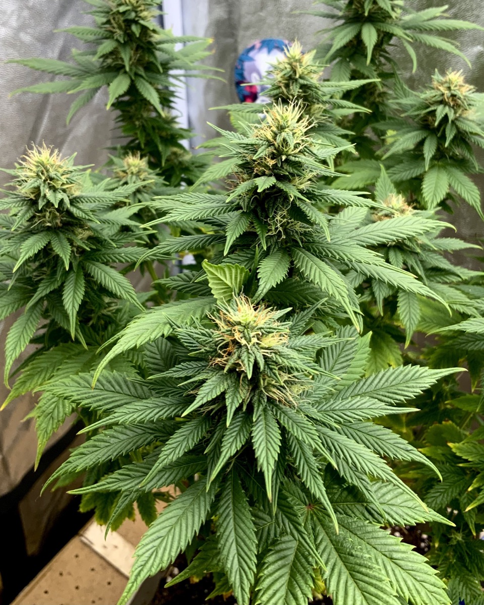 Photo of Bubble Gum