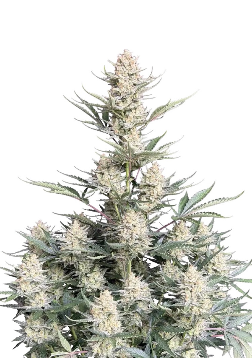 Photo of Bubblegum Auto