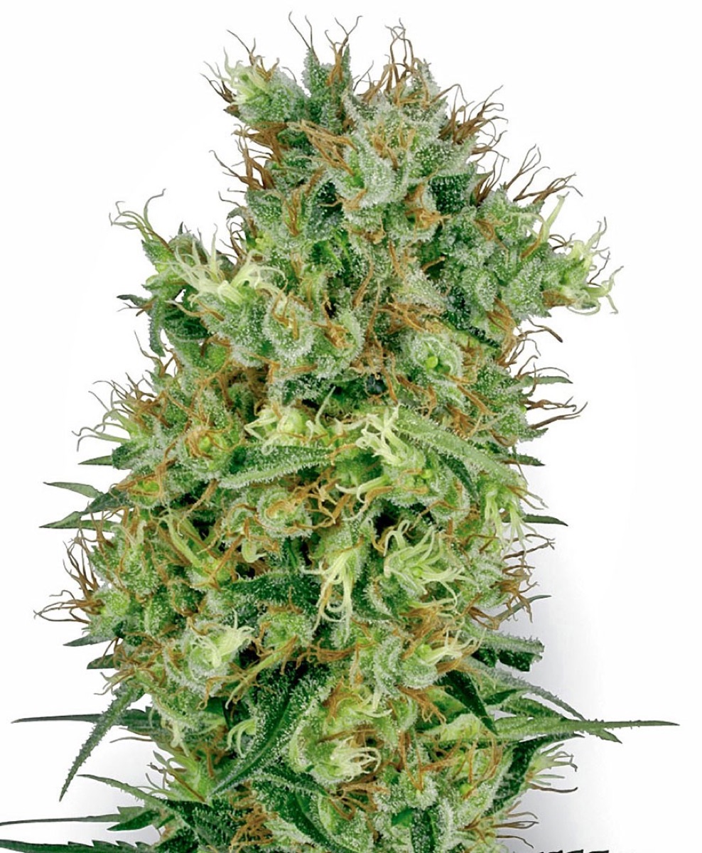 Photo of Cali Orange Bud Regular Seeds by White Label