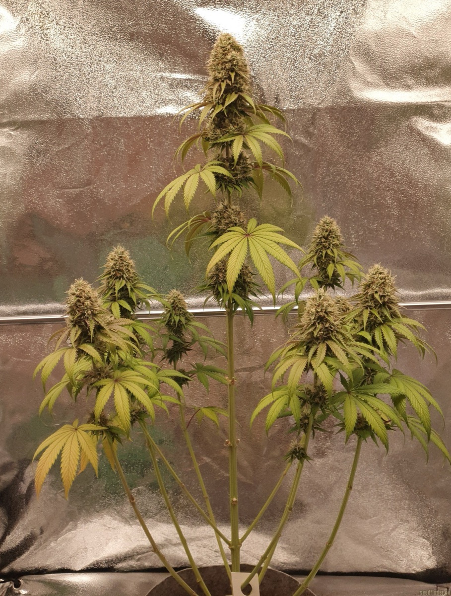 Photo of California Haze