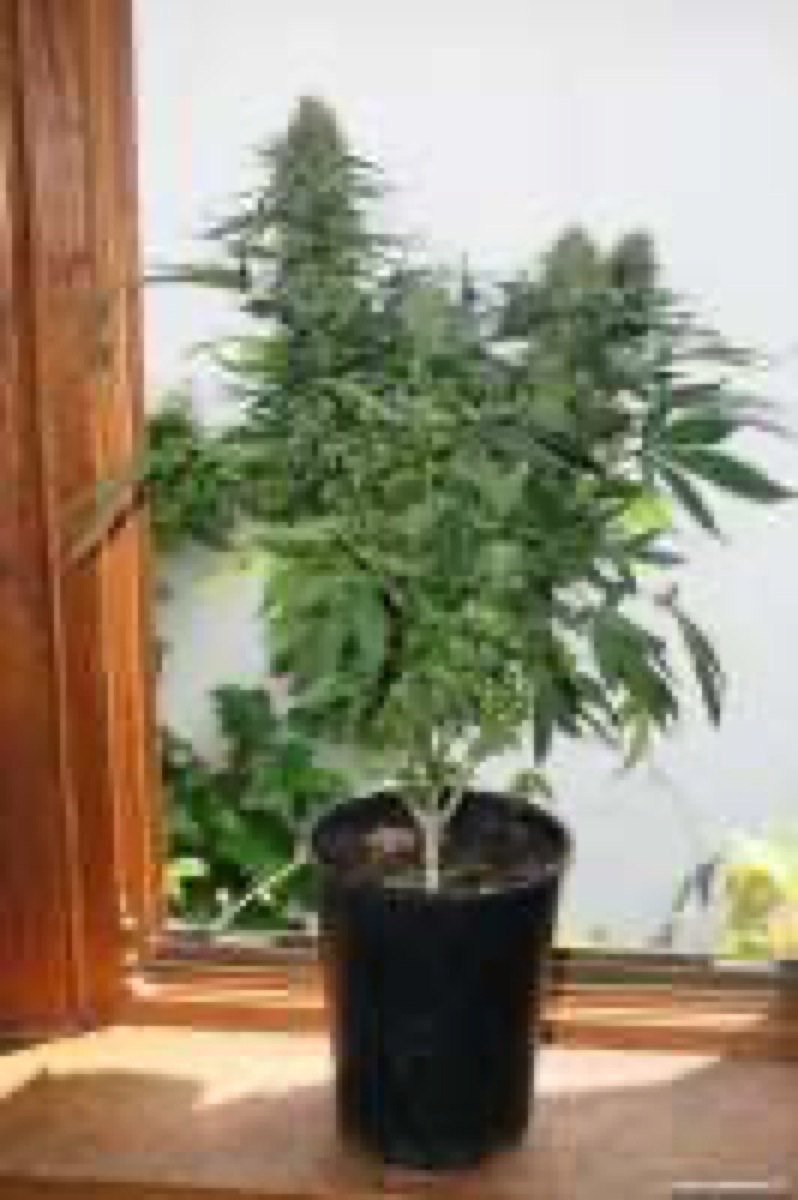 Photo of California Indica