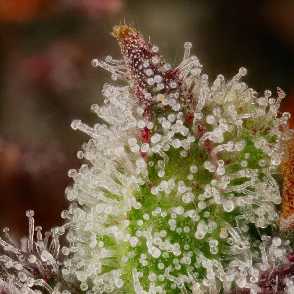 Photo of Californian Gold