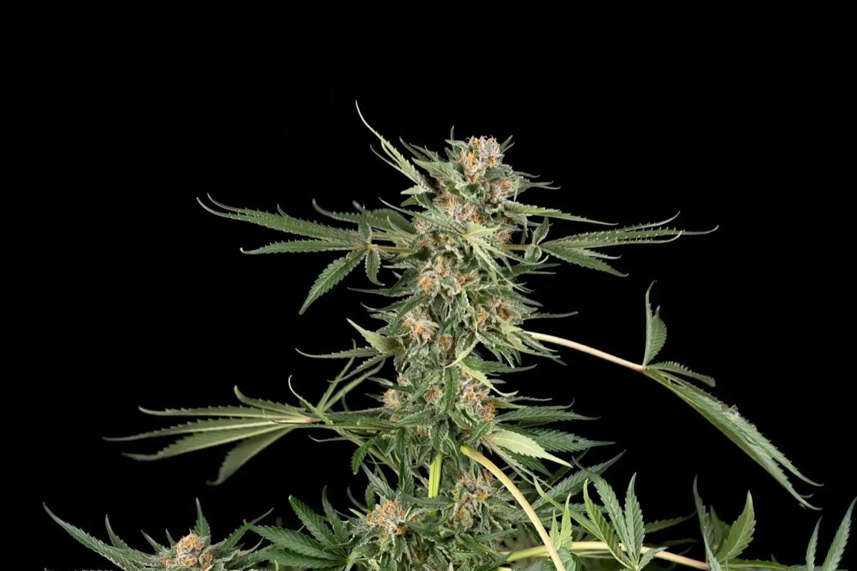Photo of Candy Hash