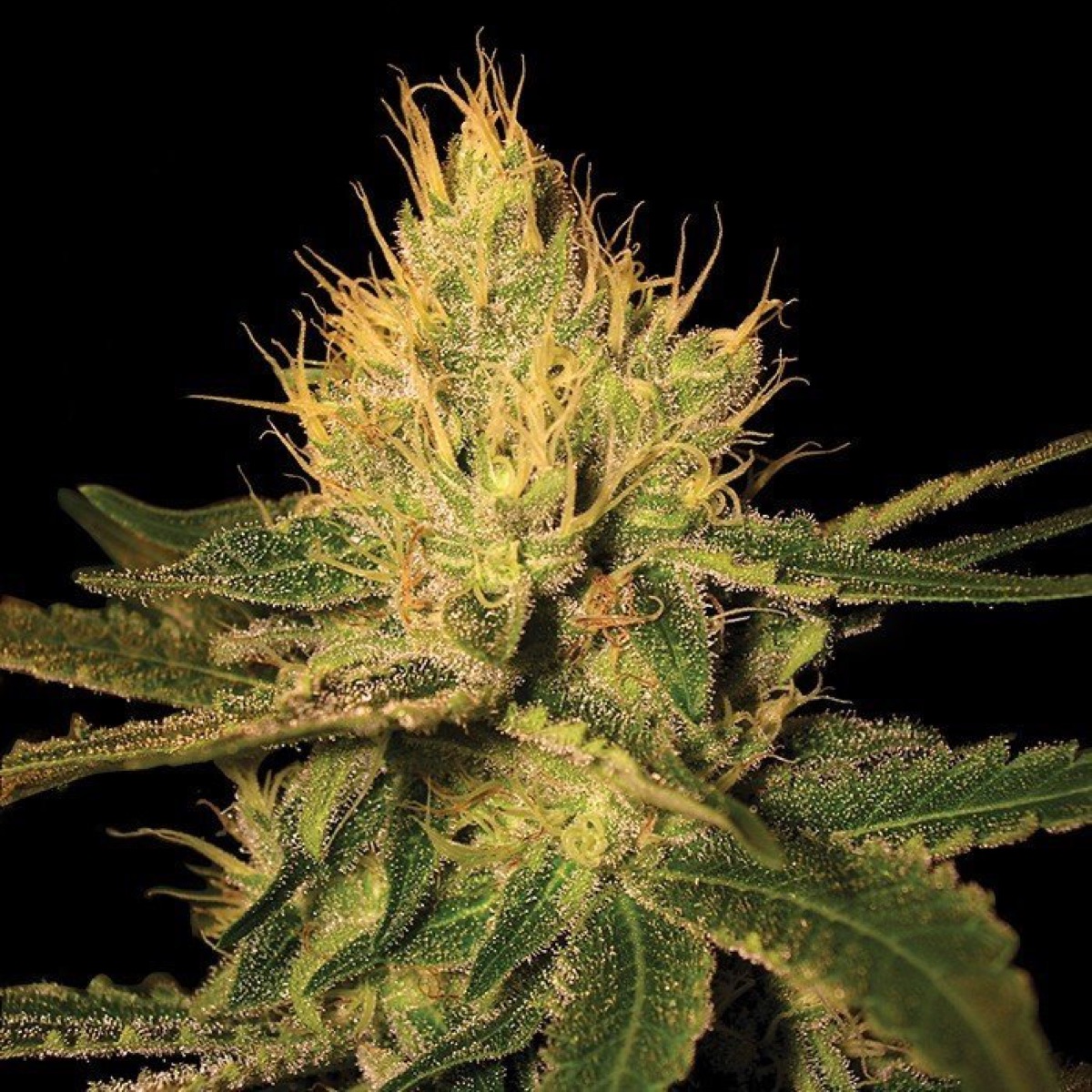 Photo of Cannalope Haze