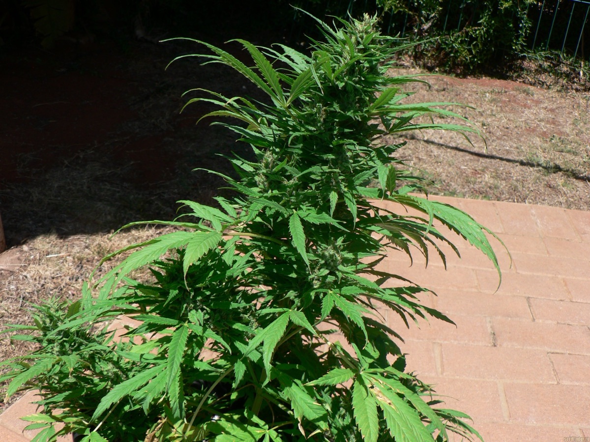 Photo of Cannatonic