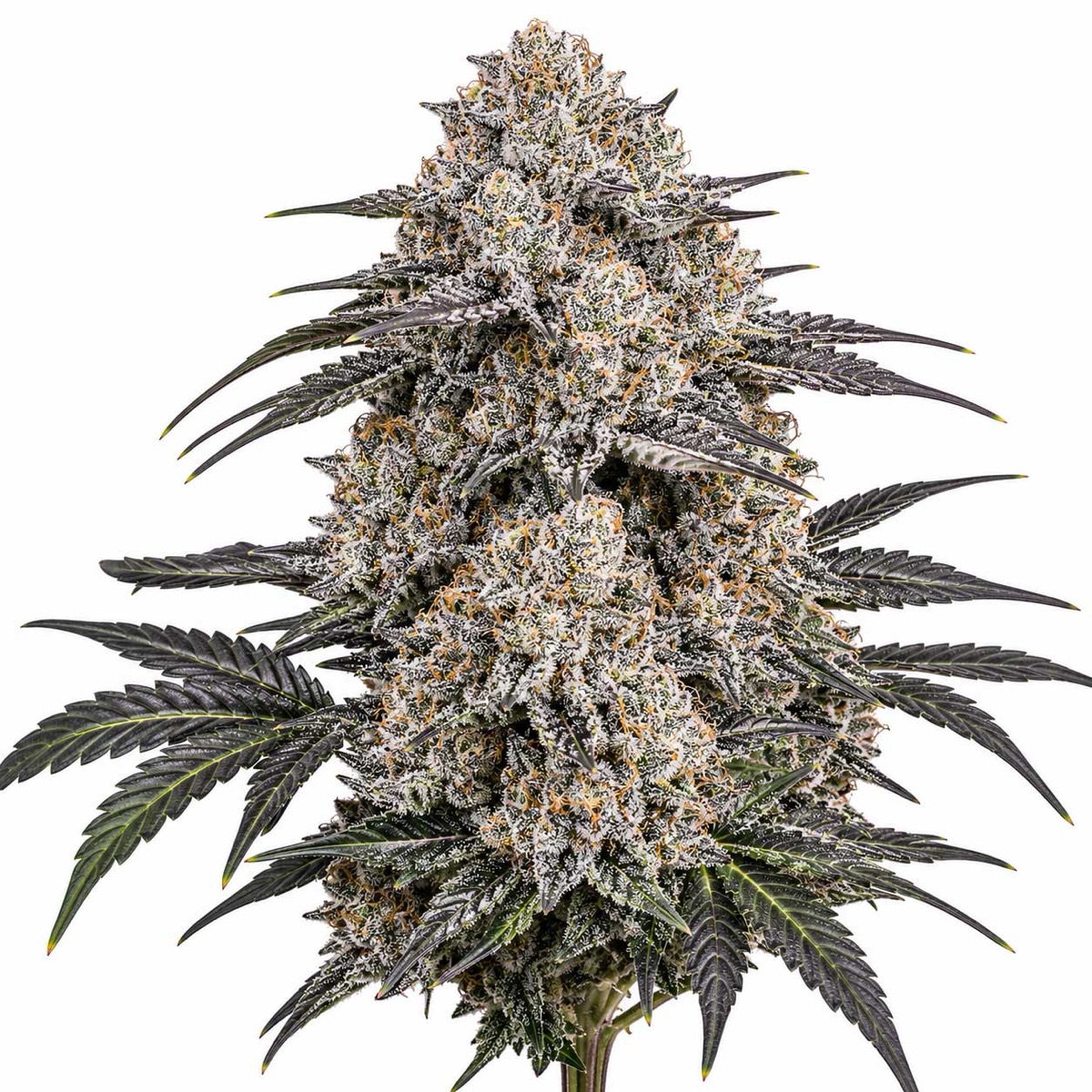 Photo of Cap Junky
