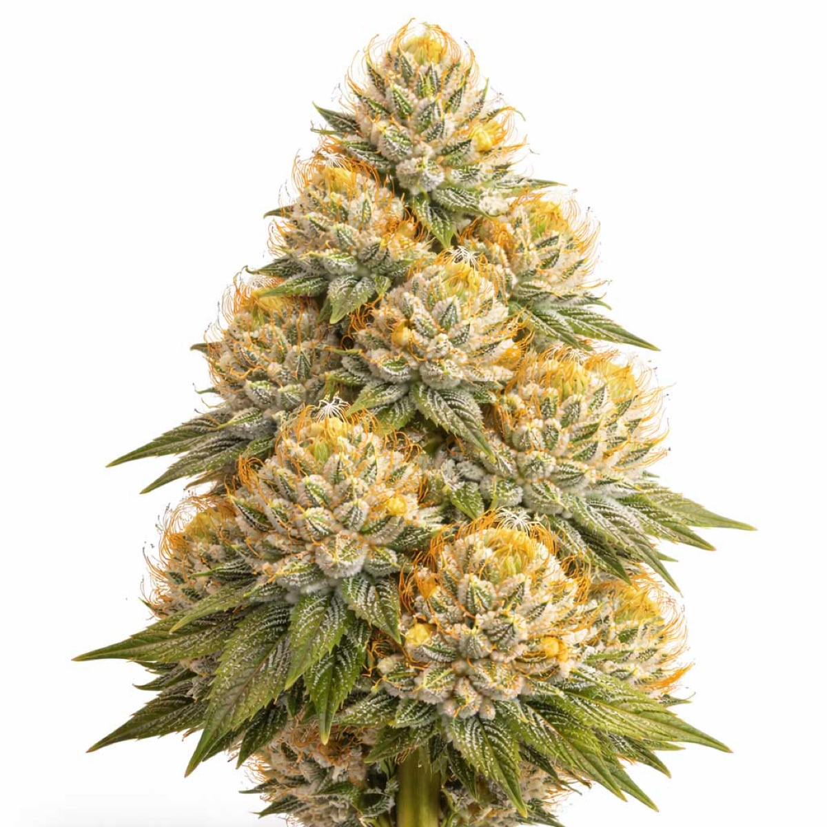 Photo of Caramel Pineapple
