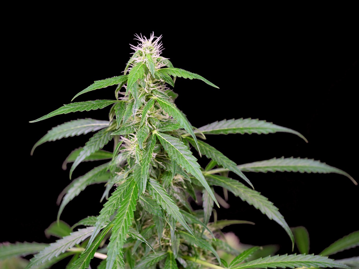 Photo of Caramellow Kush