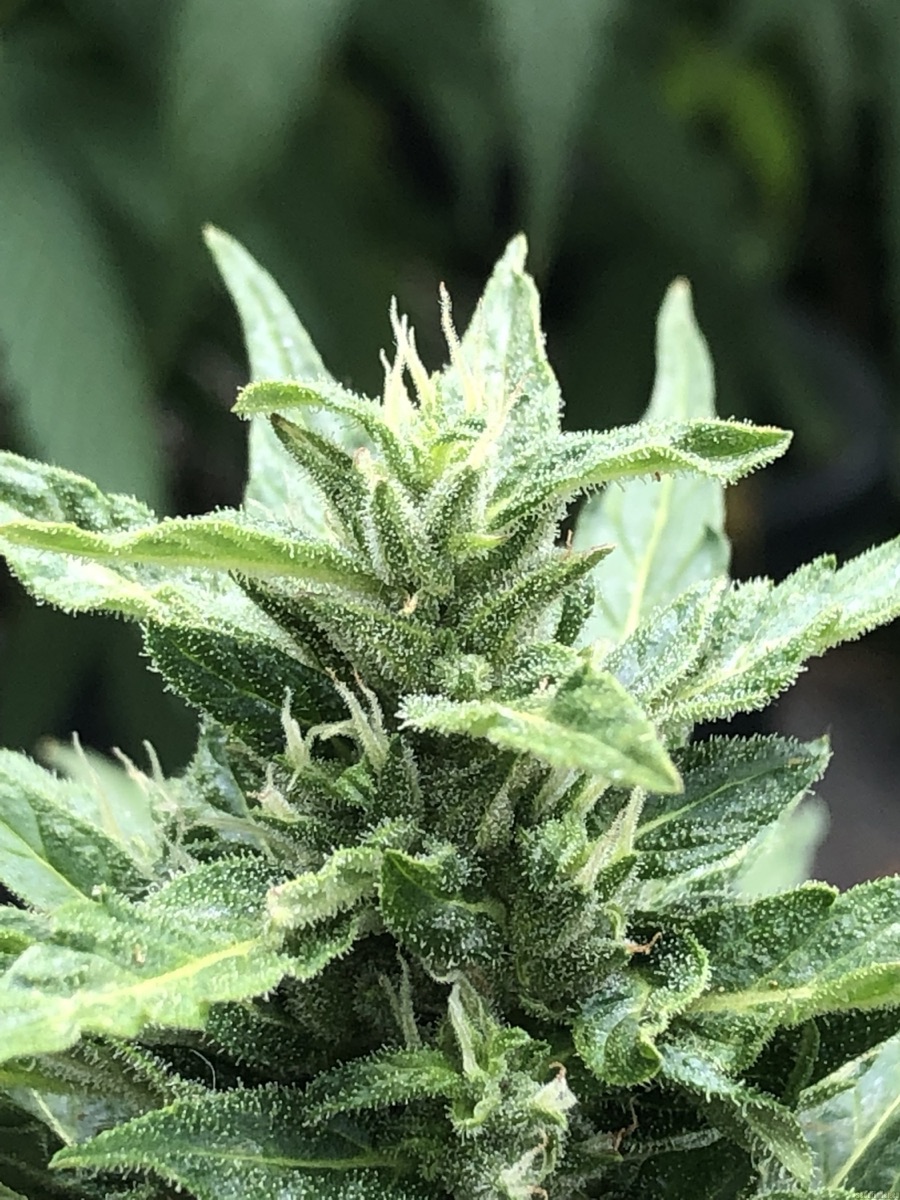 Photo of CBD Auto Charlotte’s Angel