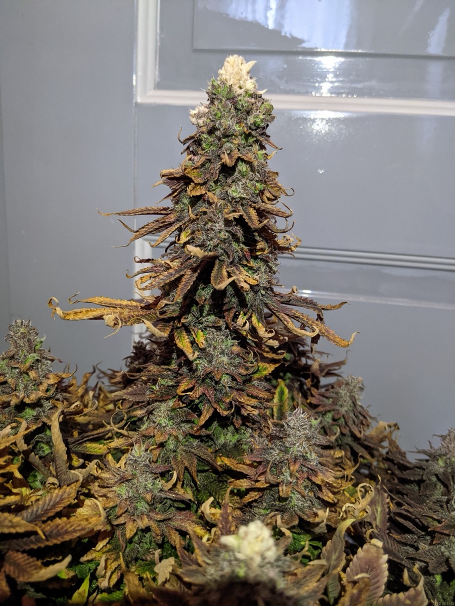 Photo of CBD Charlotte’s Angel