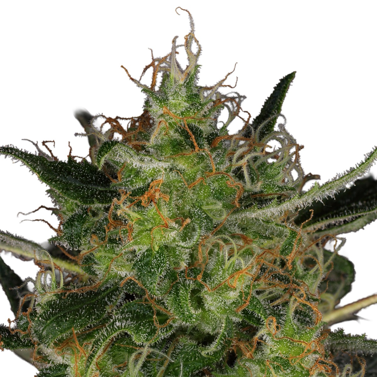 Photo of CBD-Chronic