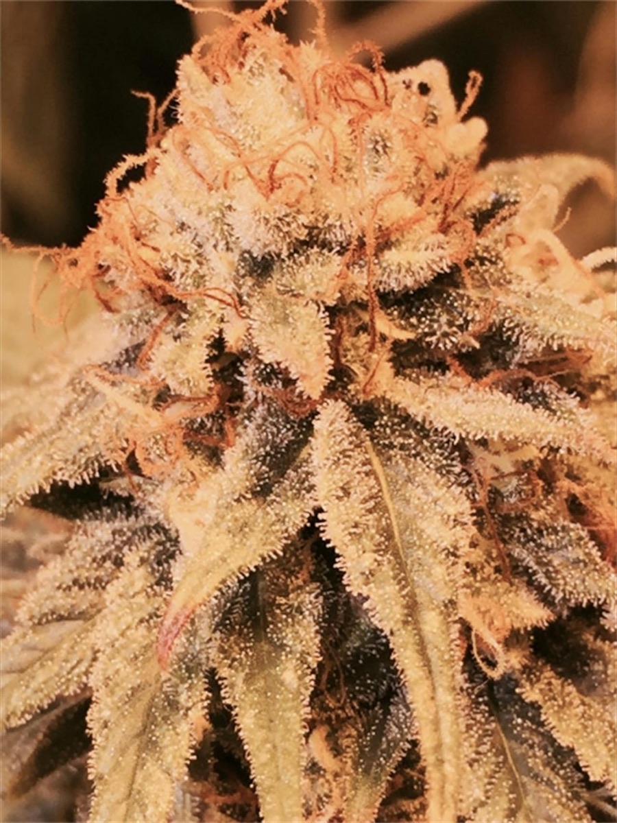 Photo of CBD Kush