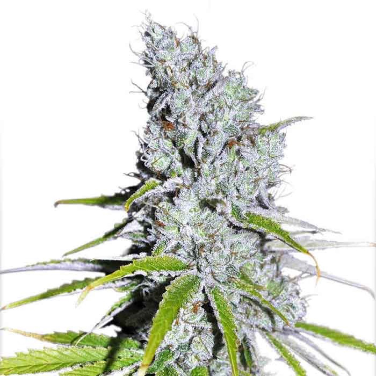Photo of CBD Skunk Haze