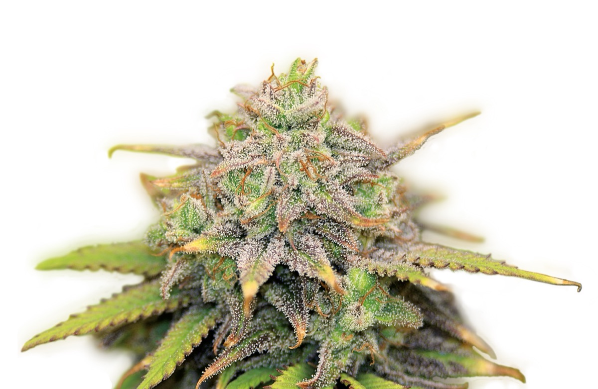 Photo of CBD-Warlock