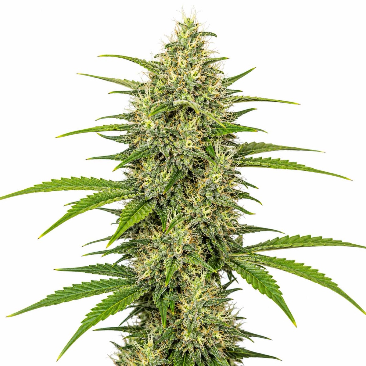 Photo of Chemdawg 91