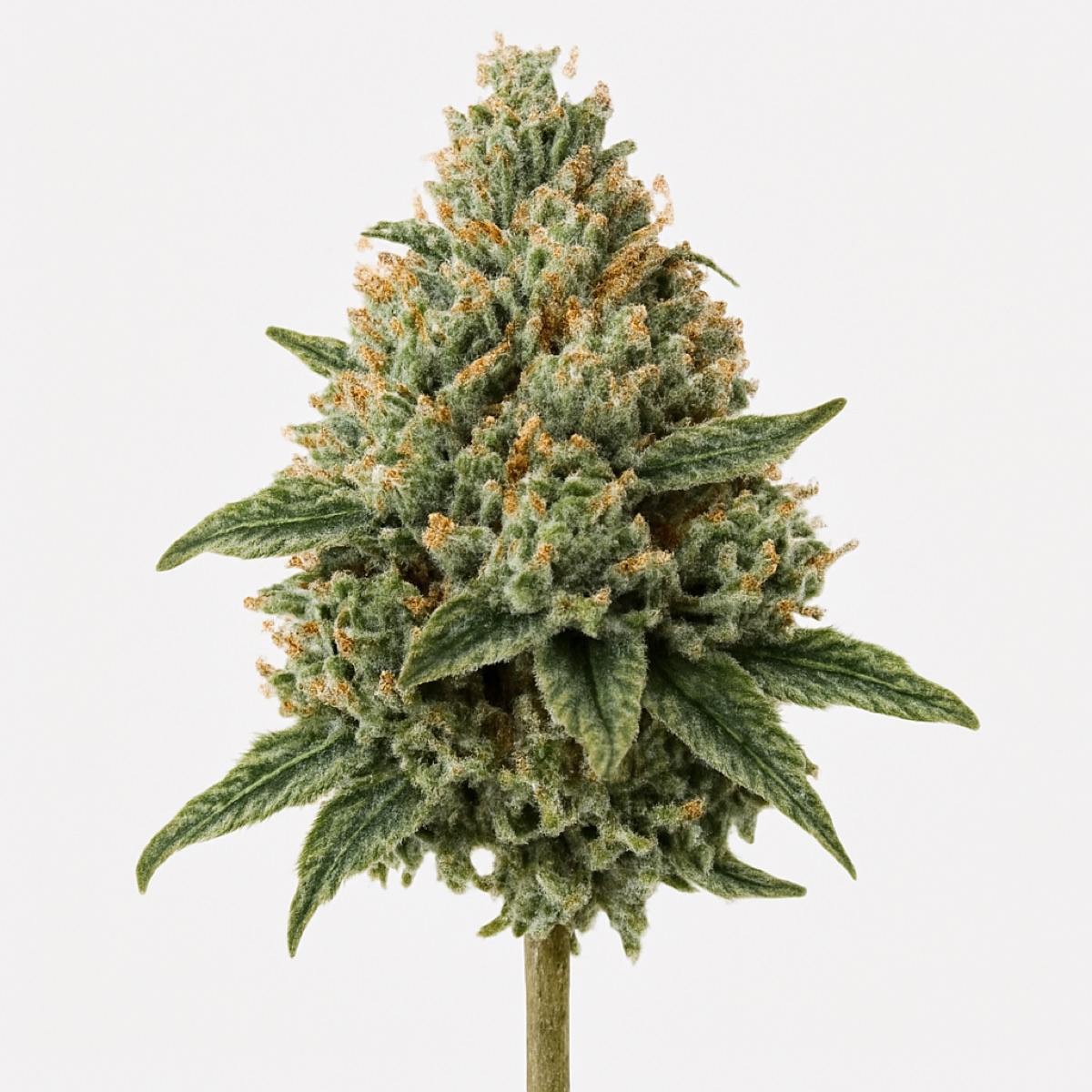 Photo of Chemdawg