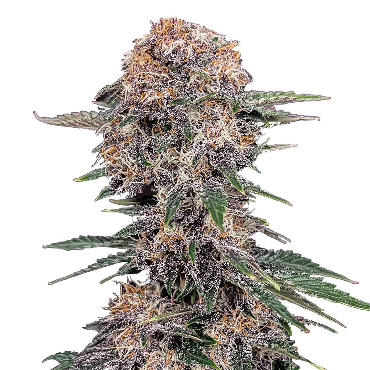 Photo of Cherry Cola Auto