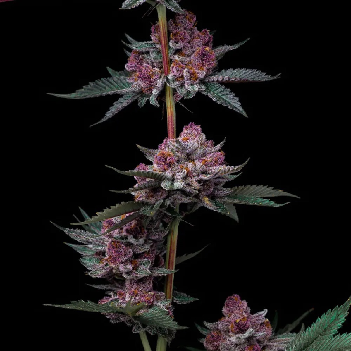 Photo of Cherry Poppers