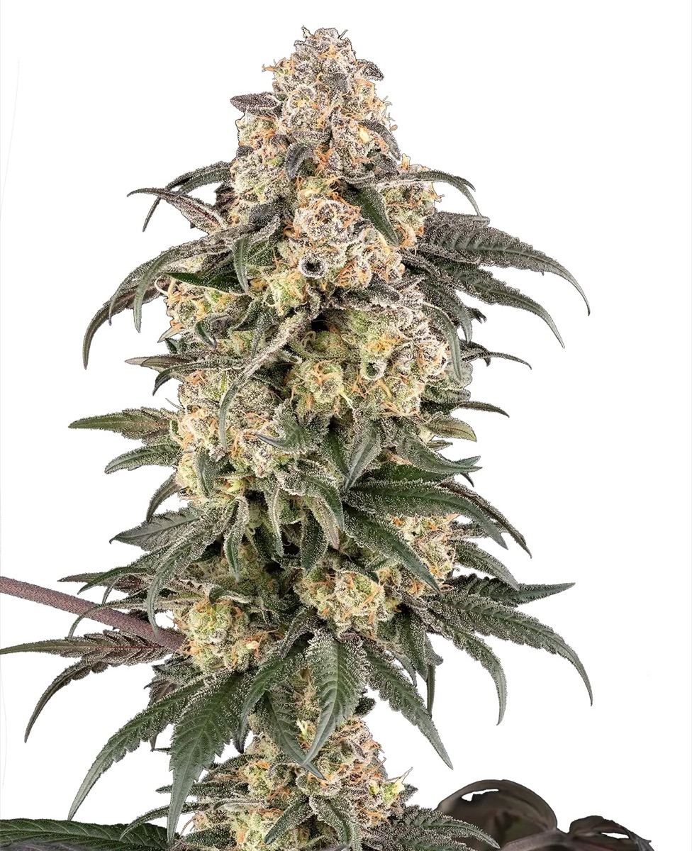 Photo of Chocolate Bananza
