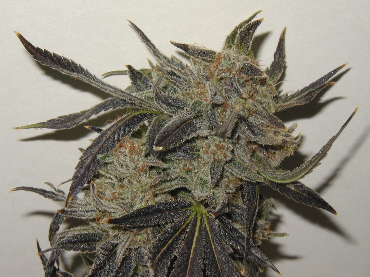 Photo of Chocolate Diesel