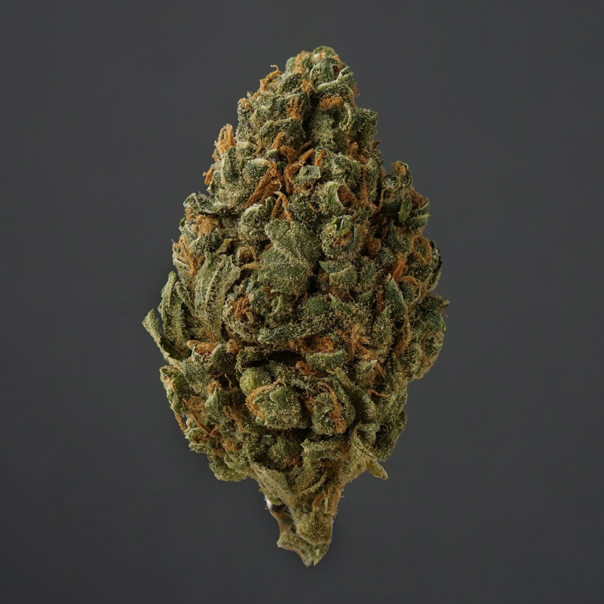 Photo of Chocolate Haze