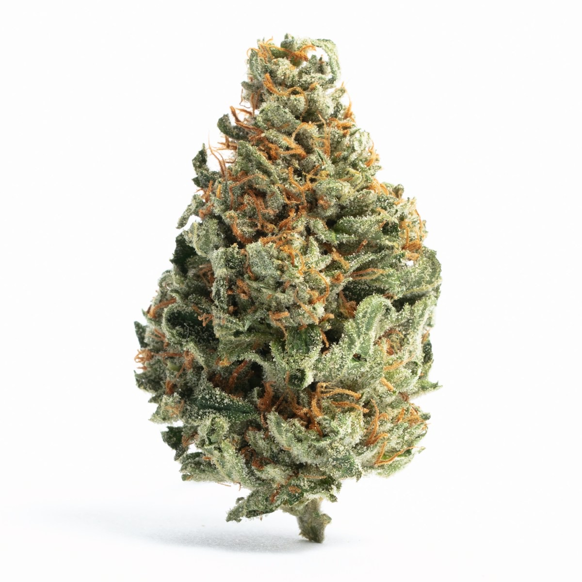 Photo of Chocolope