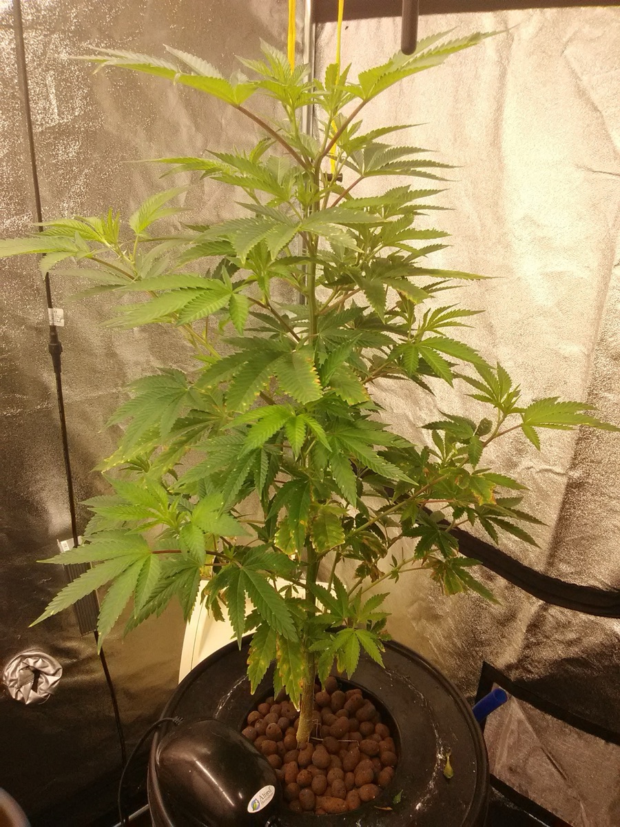 Photo of Cinderella 88