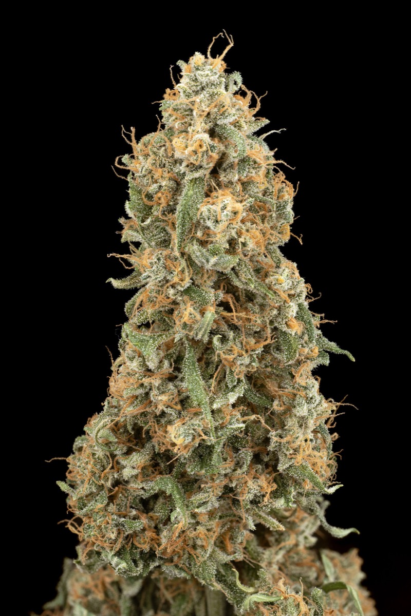 Photo of Citrus Fuel