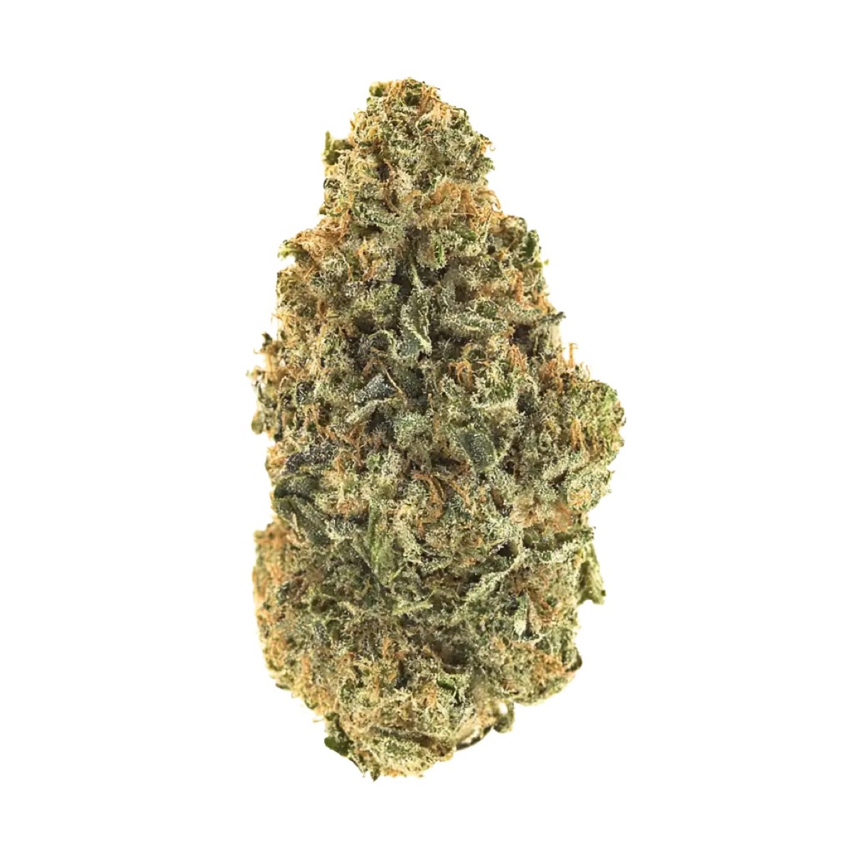 Photo of Cobra Hai