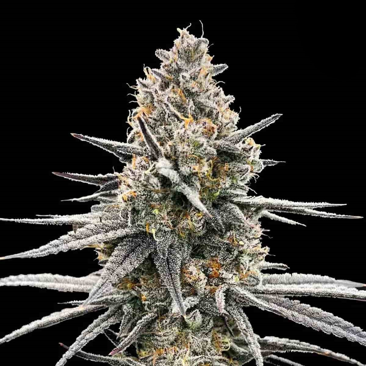 Photo of Colombian Red
