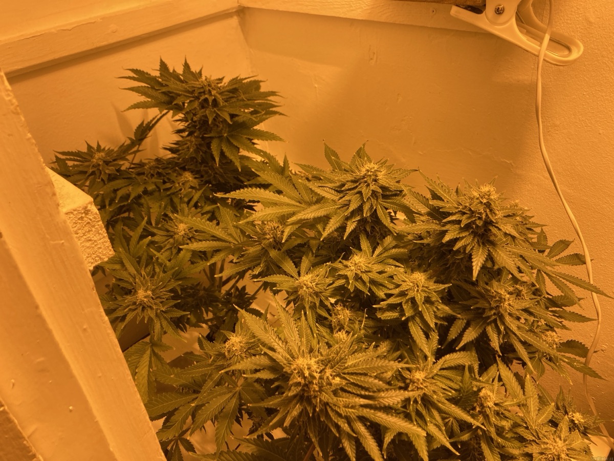 Photo of Colombian