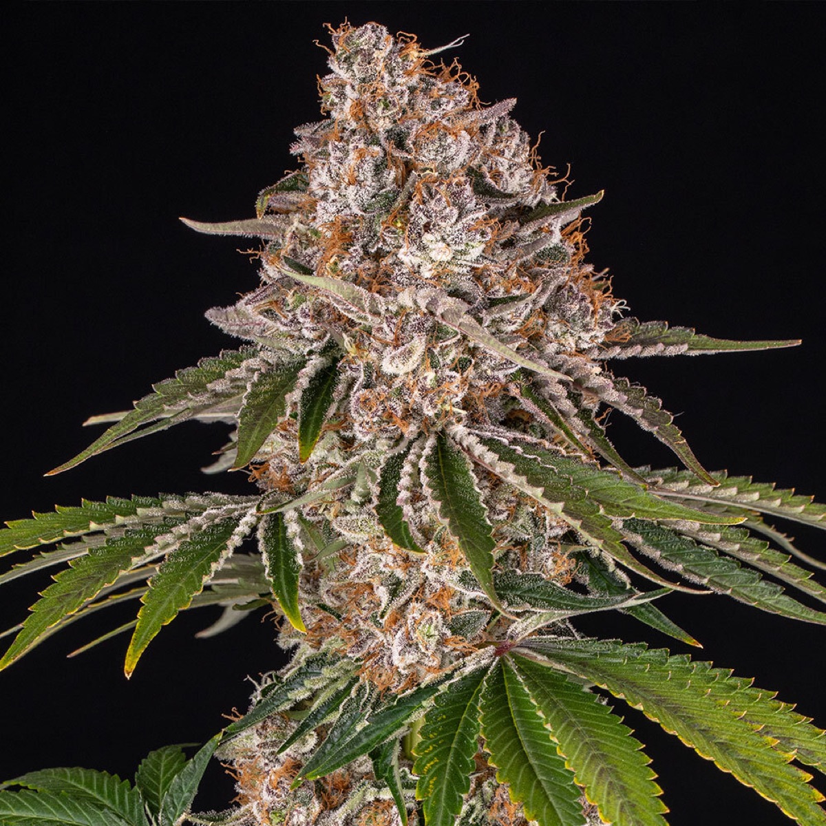 Photo of Cookie Casket