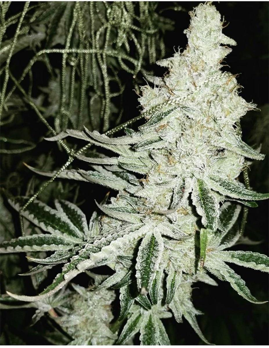 Photo of Cookies & Cream