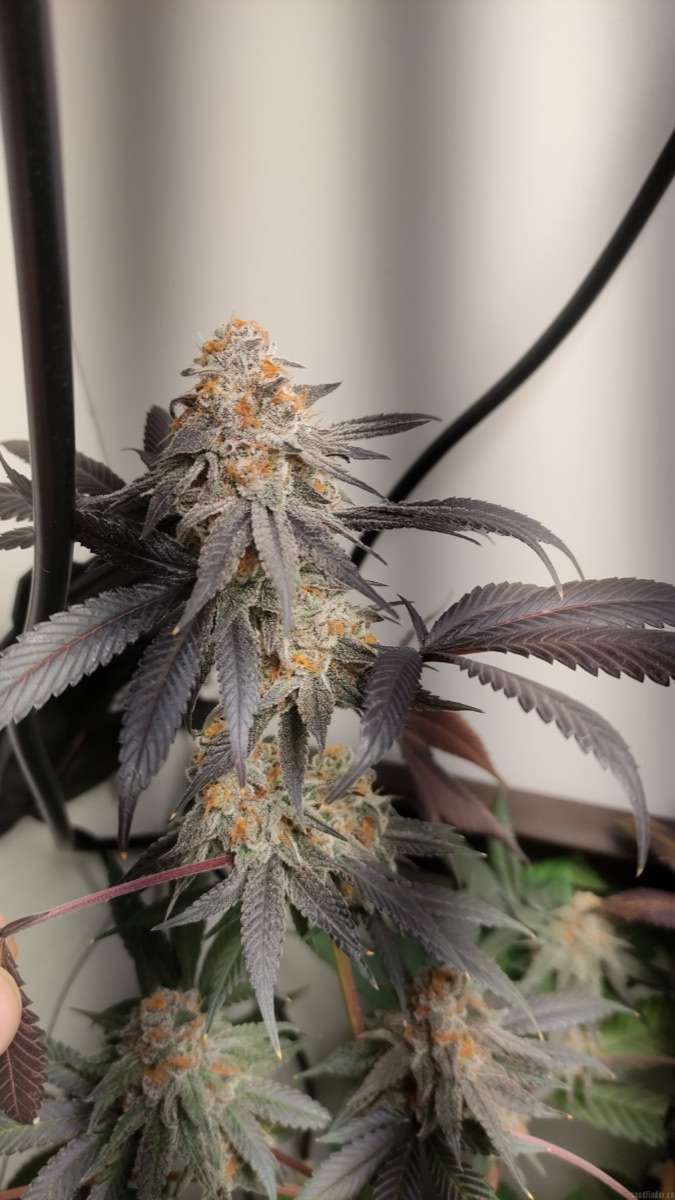 Photo of Cookies Gelato
